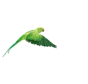 Ringschnabel/ Rosenrücken-Paarkeet Im Flug mit flachem Beinwinkel Seitenansicht