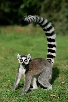 Drucke von WAT-9406 Ringerheuschellemur Lemus cattus Verteilung: Madagaskar von M. Watson Bitte beachten Sie, dass Drucke nur für persönliche Anzeigezwecke gedacht sind und nicht reproduziert werden dürfen Lemuridae Drucke: Ringschwanzmaus