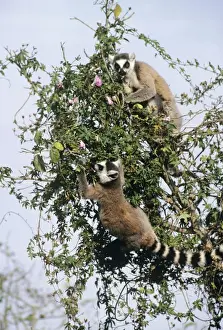 African Wildlife Artwork Drucke: Ringtail Lemur Madagascar