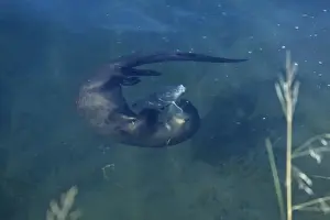 Snake River Wyoming Drucke: River Otter - playing with fish it will eventually eat. Snake River, Wyoming, USA. MO336