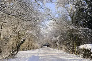 UK Winter Landscapes Drucke: Road and trees covered in snow