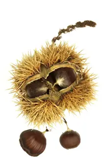Jean Michel Labat Prints Drucke: Roast Chestnuts In casing
