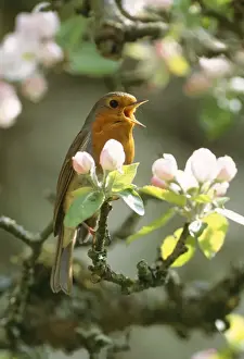 Robin - Unter den Apfelblüten