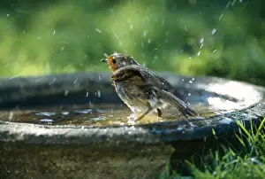 Bird Photography Prints Drucke: Robin On bird bath