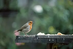 Garden Bird Feeder Drucke: Robin - at bird table