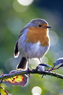 Robin Bird Drucke: Robin - Cornwall - UK