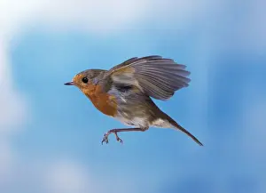 Robine im Flug