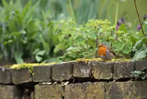Garden Bird Photography UK Drucke: Robin - on garden wall