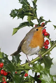 Personal Use Only Prints Drucke: Robin on holly