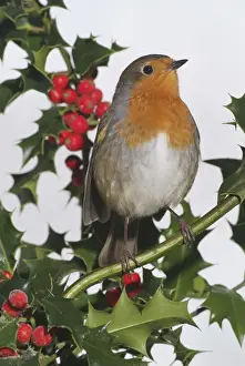 Holly Robin