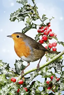 Bird Photography Prints For Sale Drucke: Robin - on holly in winter