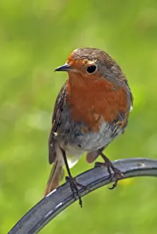 Pat Morris Photography Drucke: Robin- moulting