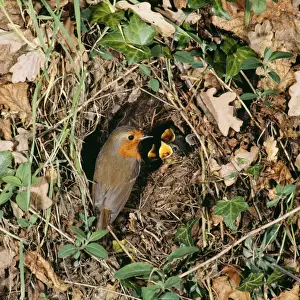 Personal Use Bird Prints Drucke: Robin - at nest with young
