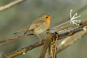 Erithacus Rubecula Photography Drucke: Robin - Perched on branch
