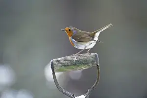 John Daniels Wildlife Photos Drucke: Robin - perched on spade handle