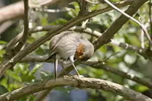 Erithacus Rubecula Photo Drucke: Robin Preening