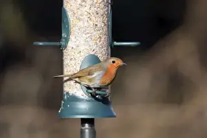 Robin Bird Drucke: Robin - on seed feeder - Cornwall - UK