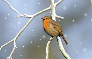 Drucke von USH-814-M Robin - singend Erithacus rubecula digital gefälschte Bild von Duncan Usher Bitte beachten Sie Bilder Datiert 2008 November: Robin - singende digitale Manipulation: Schnee
