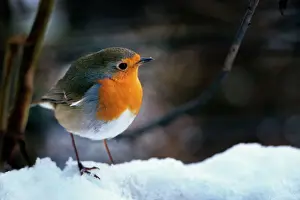 Johan De Meester Art Drucke: Robin - On snow