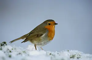 Robins auf Schnee