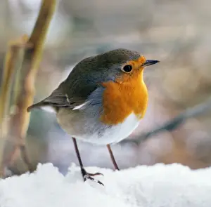 Winter Garden Birds Drucke: Robin - On snow Digital Manipulation: lightened background