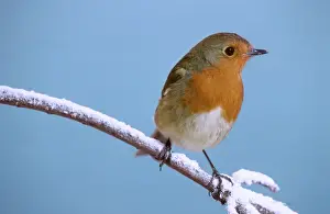 Johan De Meester Art Drucke: Robin - On snowy branch