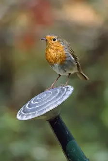 John Daniels Wildlife Photography Drucke: Robin - on watering can