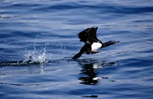 Cormorant Species Drucke: Rock Cormorant