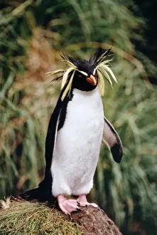 Felskänguruh-Pinguin