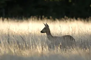 John Daniels Artwork Drucke: Roe Deer US