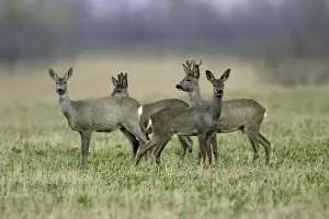 Neusiedler See National Park Drucke: Roe Deer- 2 bucks and 2 does, alert, Neusiedler See NP, Austria