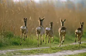 Roe Deer Habitat Pictures Drucke: Roe Deer - bucks & does in flight of danger