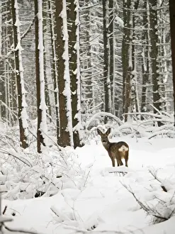 Drucke von Roe Deer im Schnee Deutschland Capreolus capreolus von Stefan Meyer Beachten Sie, dass die Drucke nur für persönliche Anzeigezwecke gedacht sind und nicht reproduziert werden dürfen Europäisches Rehwild Drucke: Rothirsche Hirsch in Schnee, Deutschland