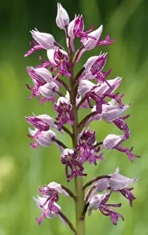 Orchis Militaris Drucke: ROG-9178