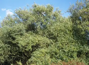 Willow Trees Drucke: Osier