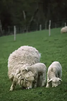John Daniels Wildlife Images Drucke: Romney Sheep