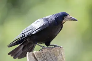 Corvus Frugilegus Images Drucke: Rook - Cornwall - UK