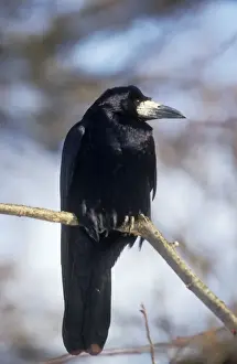 Nature Prints For Home Decor Drucke: Rook Perched on branch