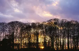 Chris Knights Photography Drucke: Rooks - going to roost