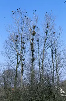Tree Nesting Birds Drucke: Rooks - at roost