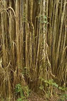 Strangler Fig Roots Drucke: Root curtain - after the host tree fell over