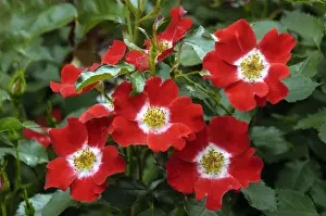 Rose Plant Drucke: Rosa Eyepaint