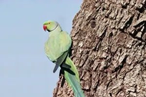 Psittacula Krameri Species Drucke: Rose-ringed Parakeet