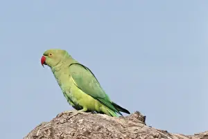 Psittacula Krameri Species Drucke: Rose-ringed Parrakeet