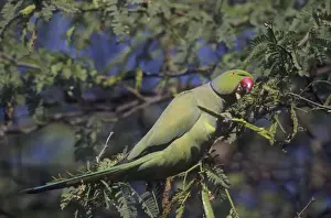 Psittacula Krameri Species Drucke: Rose-ringed / Ring-necked Parakeet - Feeding, Keoladeo National Park, India