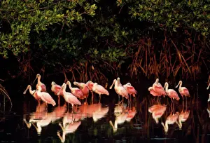 Drucke von JS-849 ROSEATE SPOONBILL Ajaia ajaja John Swedberg Bitte beachten Sie, dass Drucke nur für persönliche Anzeigezwecke bestimmt sind und in keiner Weise vervielfältigt werden dürfen Löffler Drucke: Rosafarbene Löffelente
