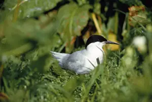 Bird Photography Prints Drucke: Roseate Tern