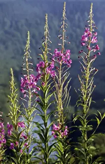 Rosebay Willowherb Drucke: Rosebay Willow-herb