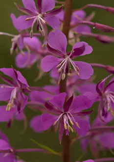 Rosebay Willowherb Drucke: Rosebay willowherb