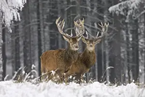 German Wildlife Pictures Drucke: Rothirsch